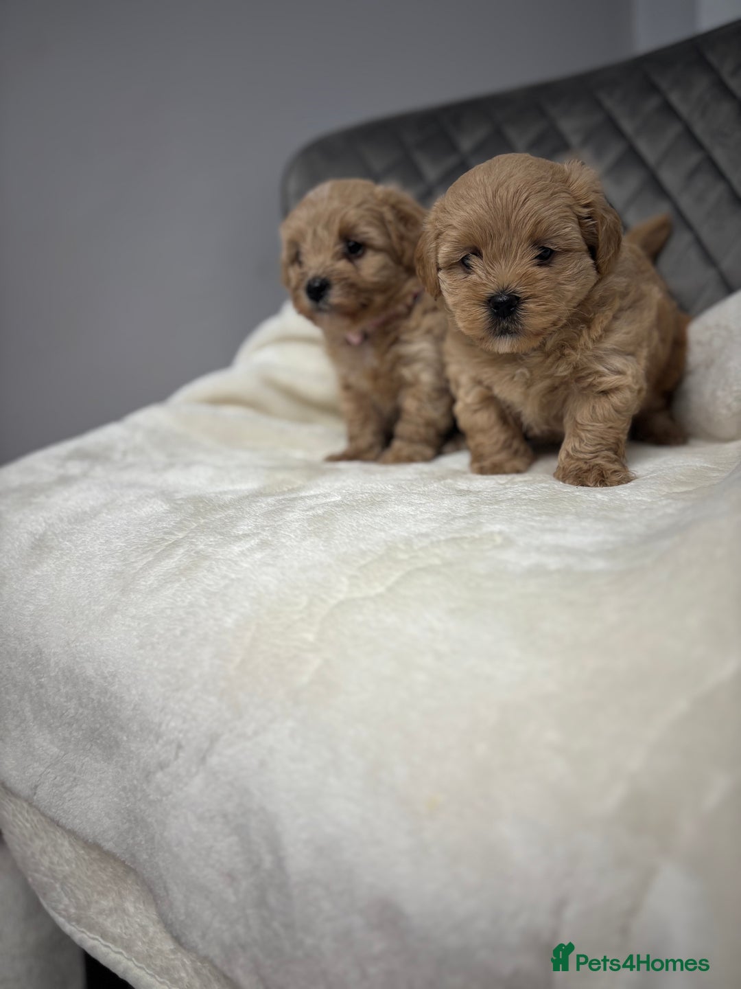 Maltipoo dogs for sale: F1 maltipoo puppies  - Image 13