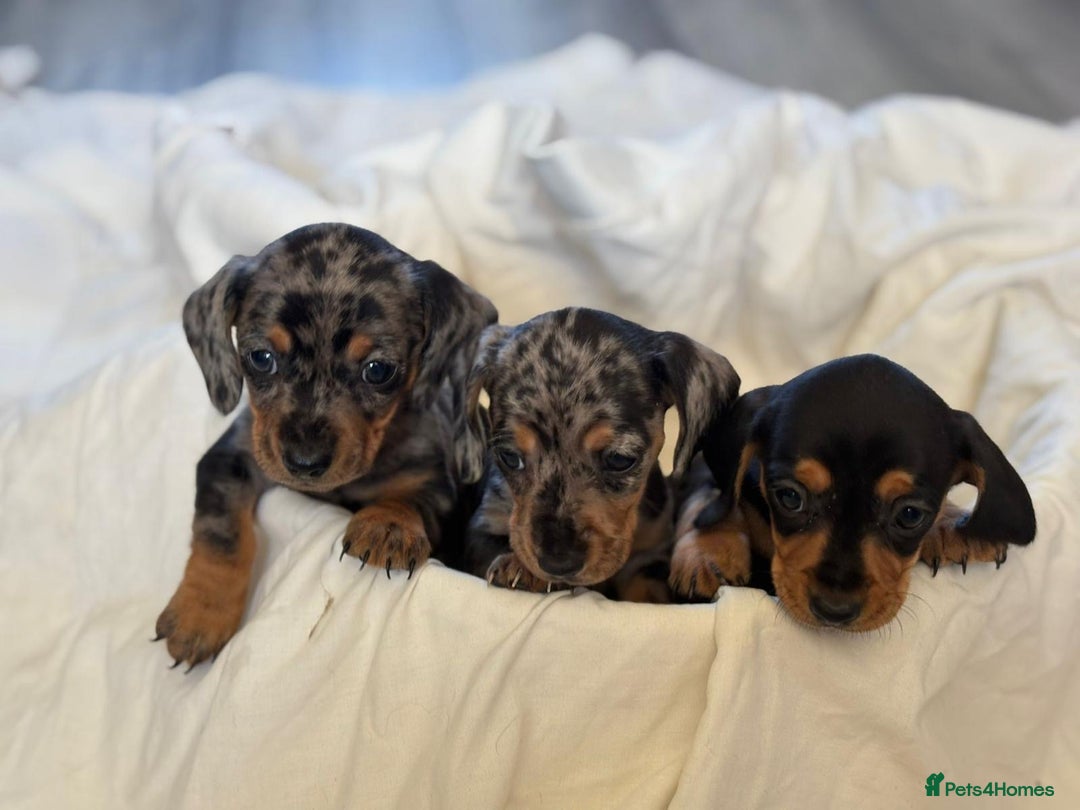 Miniature Dachshund dogs for sale: Miniature dachshunds - Image 1