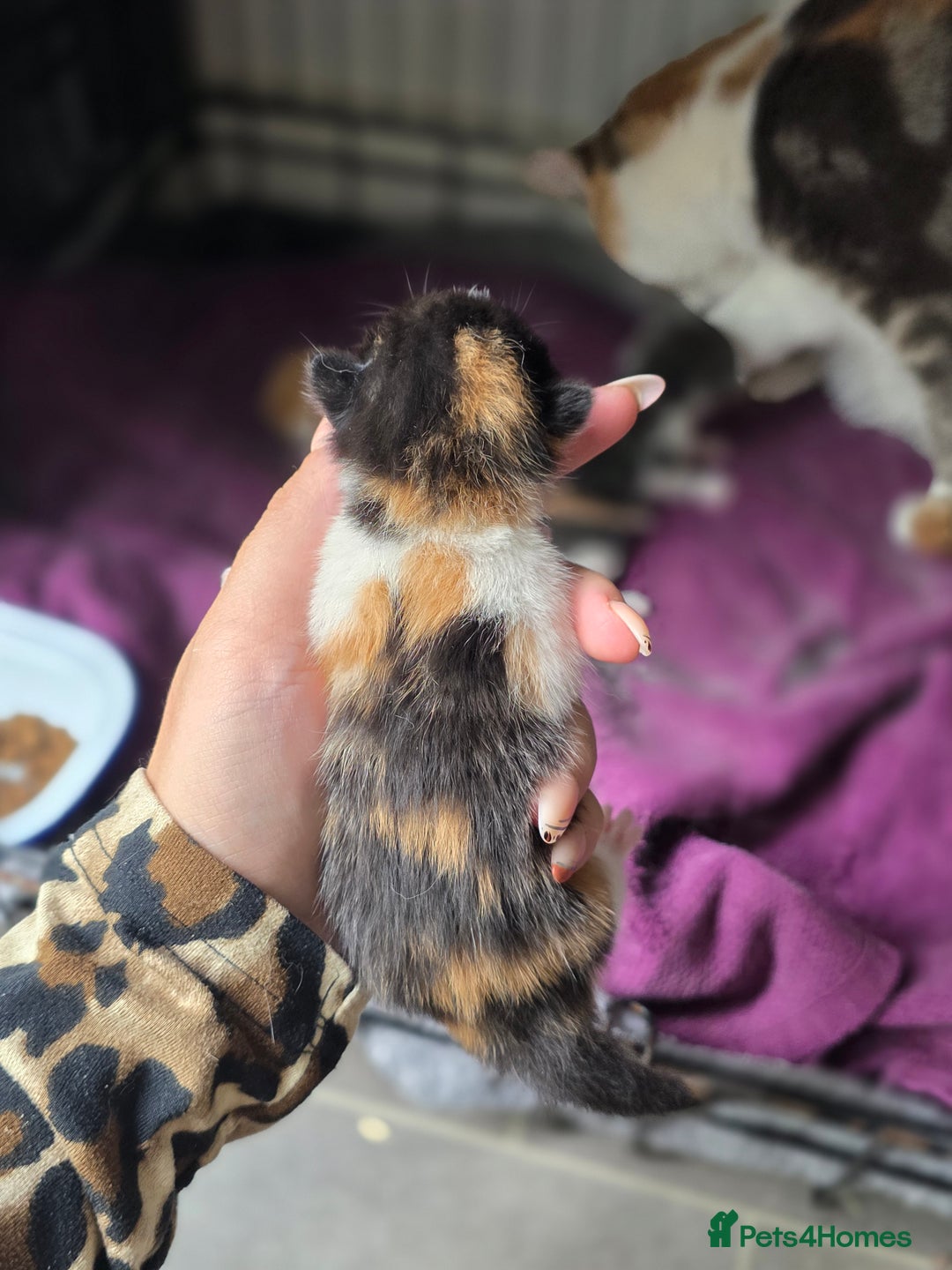 Mixed Breed cats for sale: 4 kitten for sale - Image 6