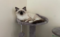 Ragdoll cats for sale: Bonded pair of ragdoll kittens - Image 8