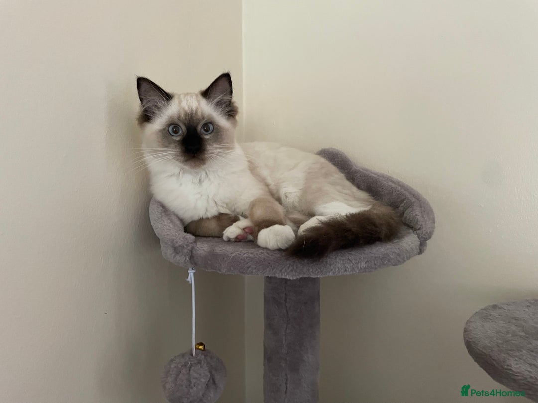Ragdoll cats for sale: Bonded pair of ragdoll kittens - Image 8