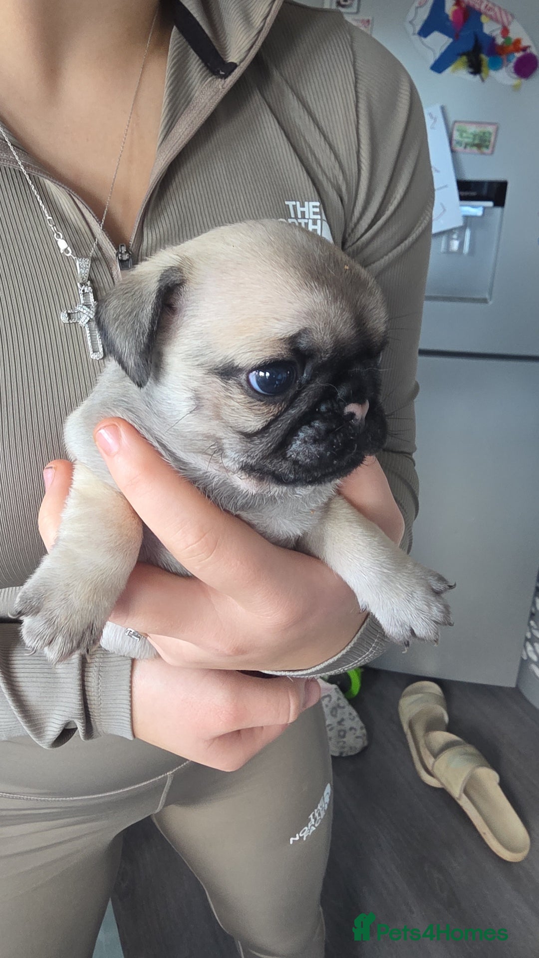 Pug dogs for sale: Pug puppies x3 girls left  - Advert 8