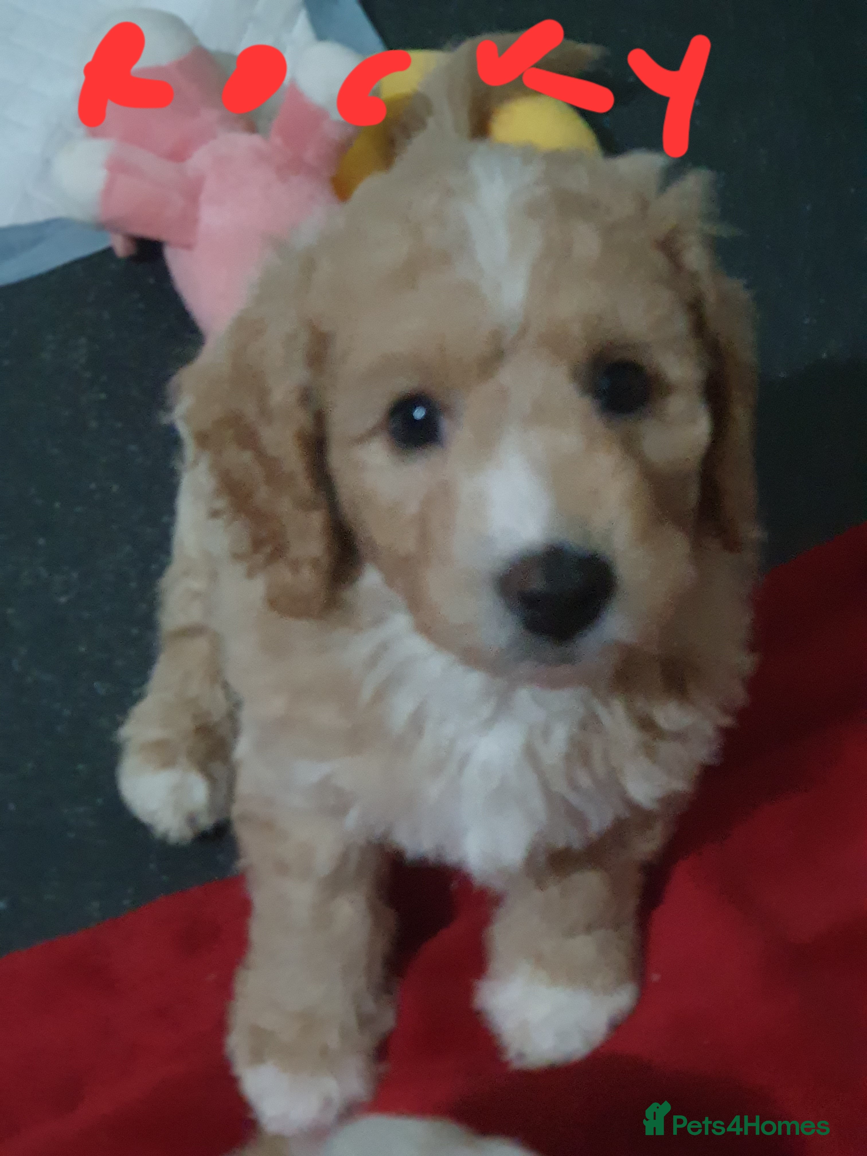 Mixed Breed dogs for sale: Cavapoochons 3 boys 3 girls beautiful colours  - Advert 2