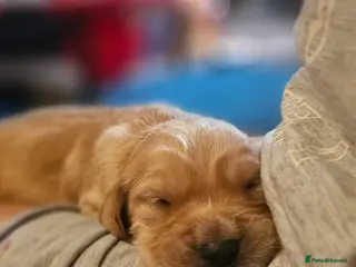 Golden Retriever dogs ✨Beautiful Dark Golden Retrievers puppies! ✨ - Advert 14