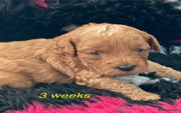 Cockapoo dogs for sale: f1b tiny cockapoo puppies - Image 15