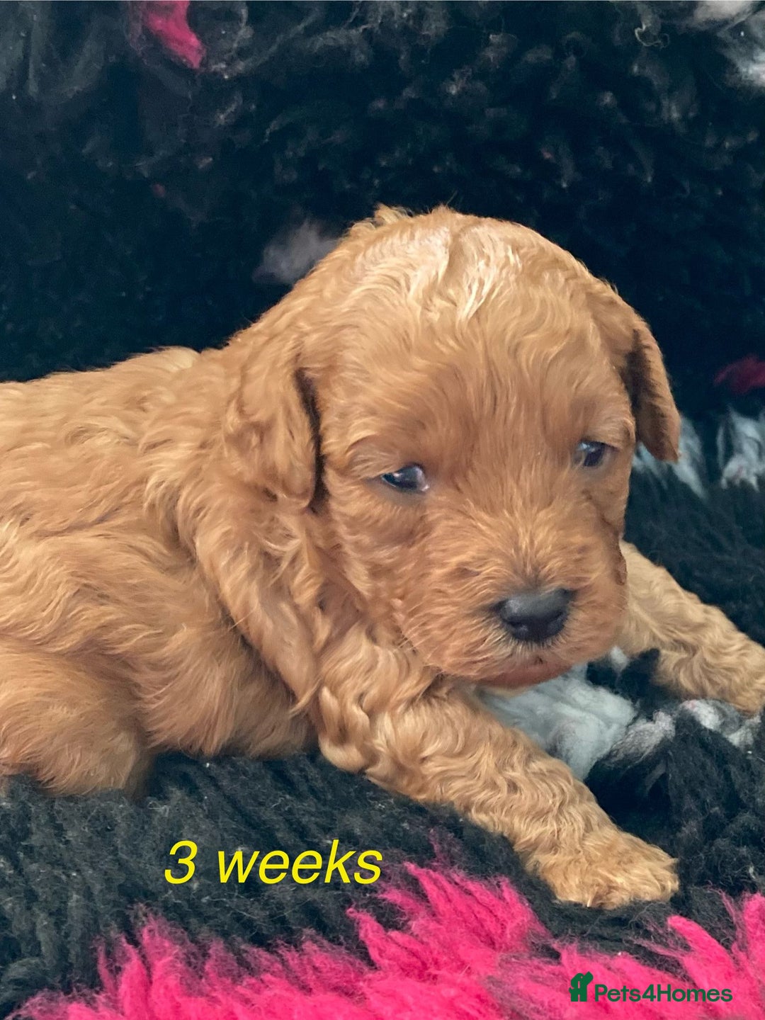 Cockapoo dogs for sale: f1b tiny cockapoo puppies - Image 15