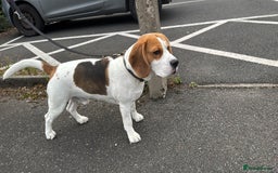 Beagle dogs for stud: Jeremy - Champion bloodlines in Hartlepool - Image 7