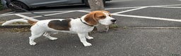 Beagle dogs for stud: Jeremy - Champion bloodlines in Hartlepool - Advert 7