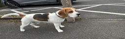 Beagle dogs for stud: Jeremy - Champion bloodlines in Hartlepool - Advert 7