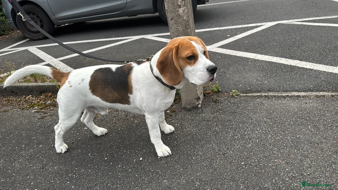 Beagle dogs for stud: Jeremy - Champion bloodlines in Hartlepool - Advert 7