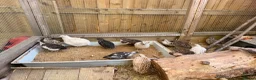 Quail poultry for sale: Quail Hatching eggs 🥚  - Advert 2