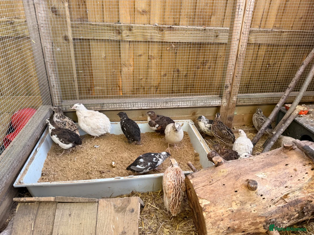 Quail poultry for sale: Quail Hatching eggs 🥚  - Advert 2