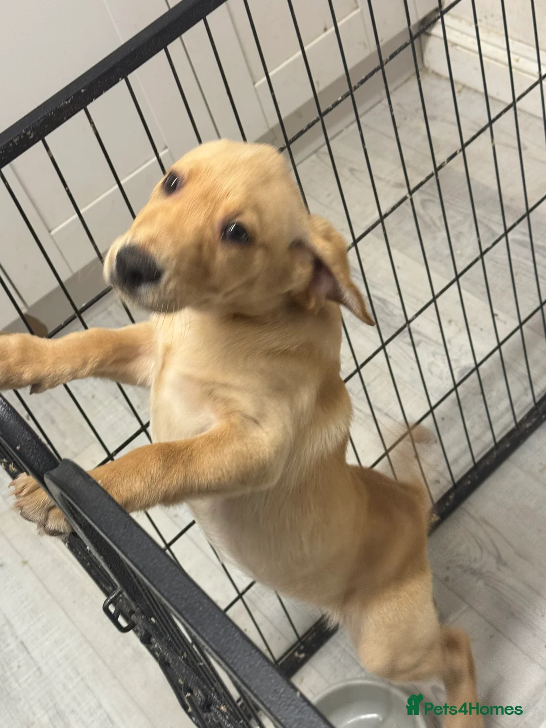 Labrador Retriever dogs for sale: Beautiful Ellie Fox Red Lab - Ready Now!  - Advert 1