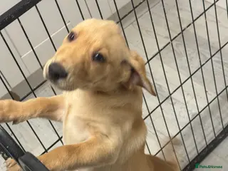 Labrador Retriever dogs Beautiful Ellie Fox Red Lab - Ready Now! - Advert 5