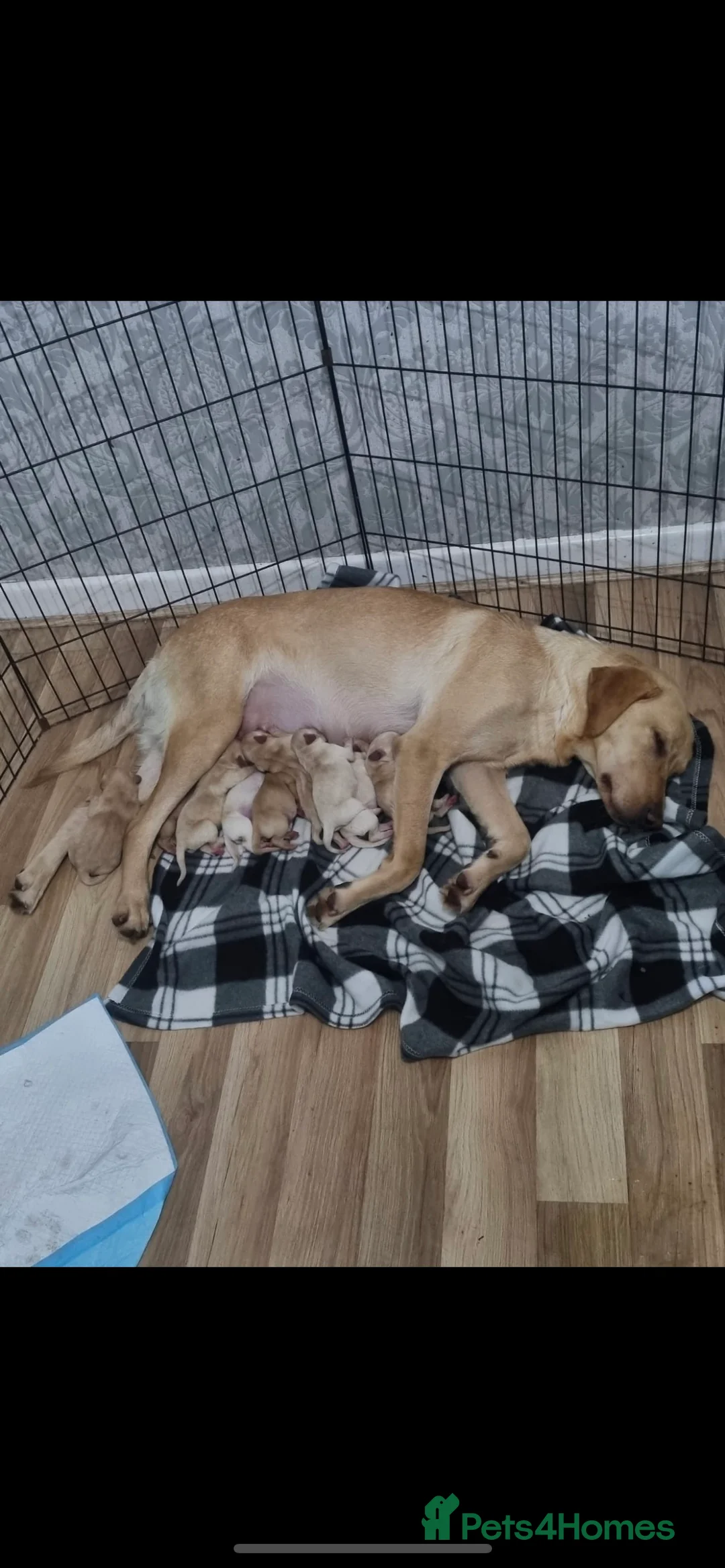 Labrador Retriever dogs for stud: Pedigree Health tested Fox Red Labrador for stud  in Wolverhampton - Advert 25