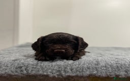 Cocker Spaniel dogs for sale: 4 beautiful cocker spaniel pups for sale - Image 16