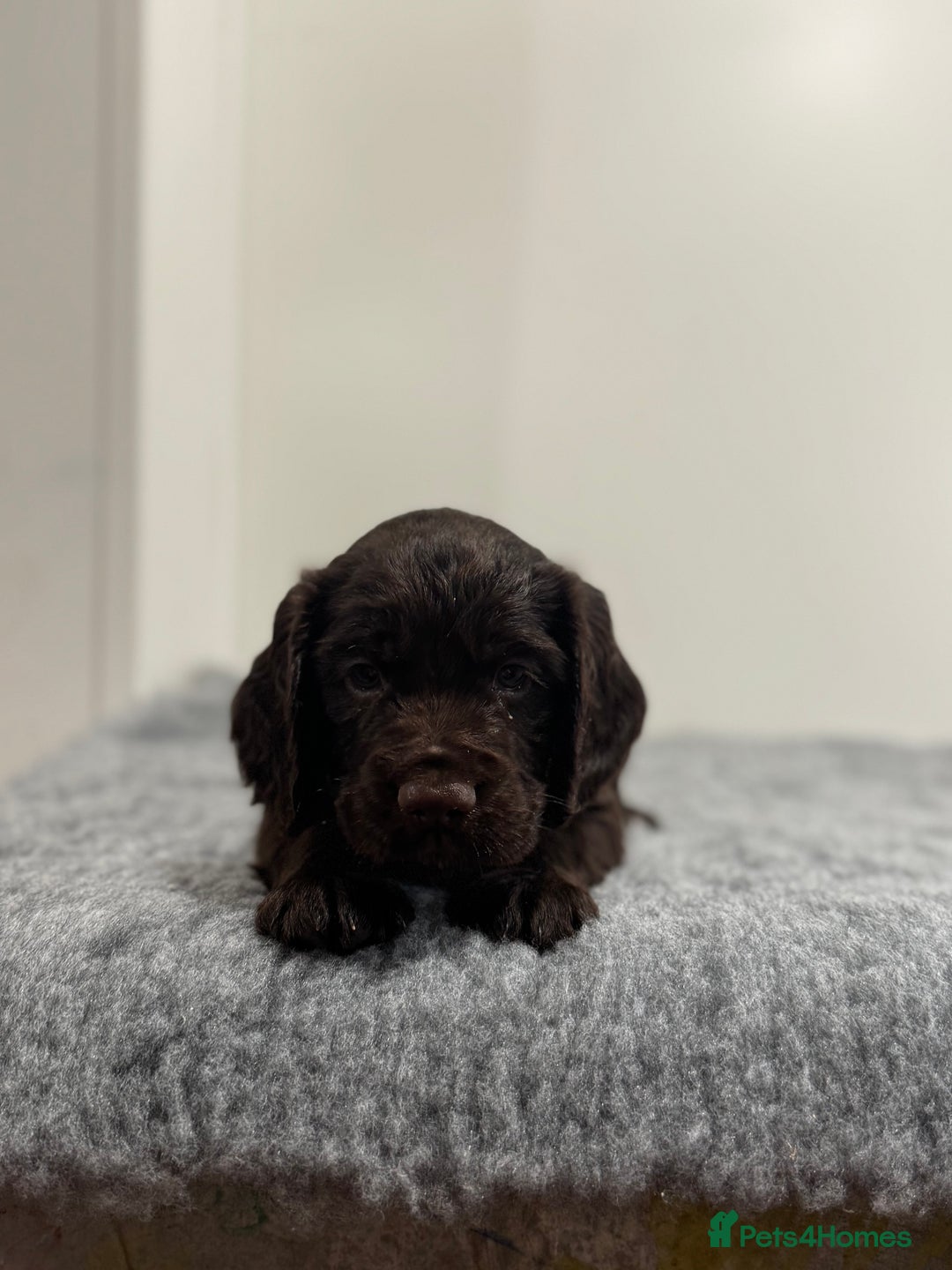 Cocker Spaniel dogs for sale: 4 beautiful cocker spaniel pups for sale - Image 16