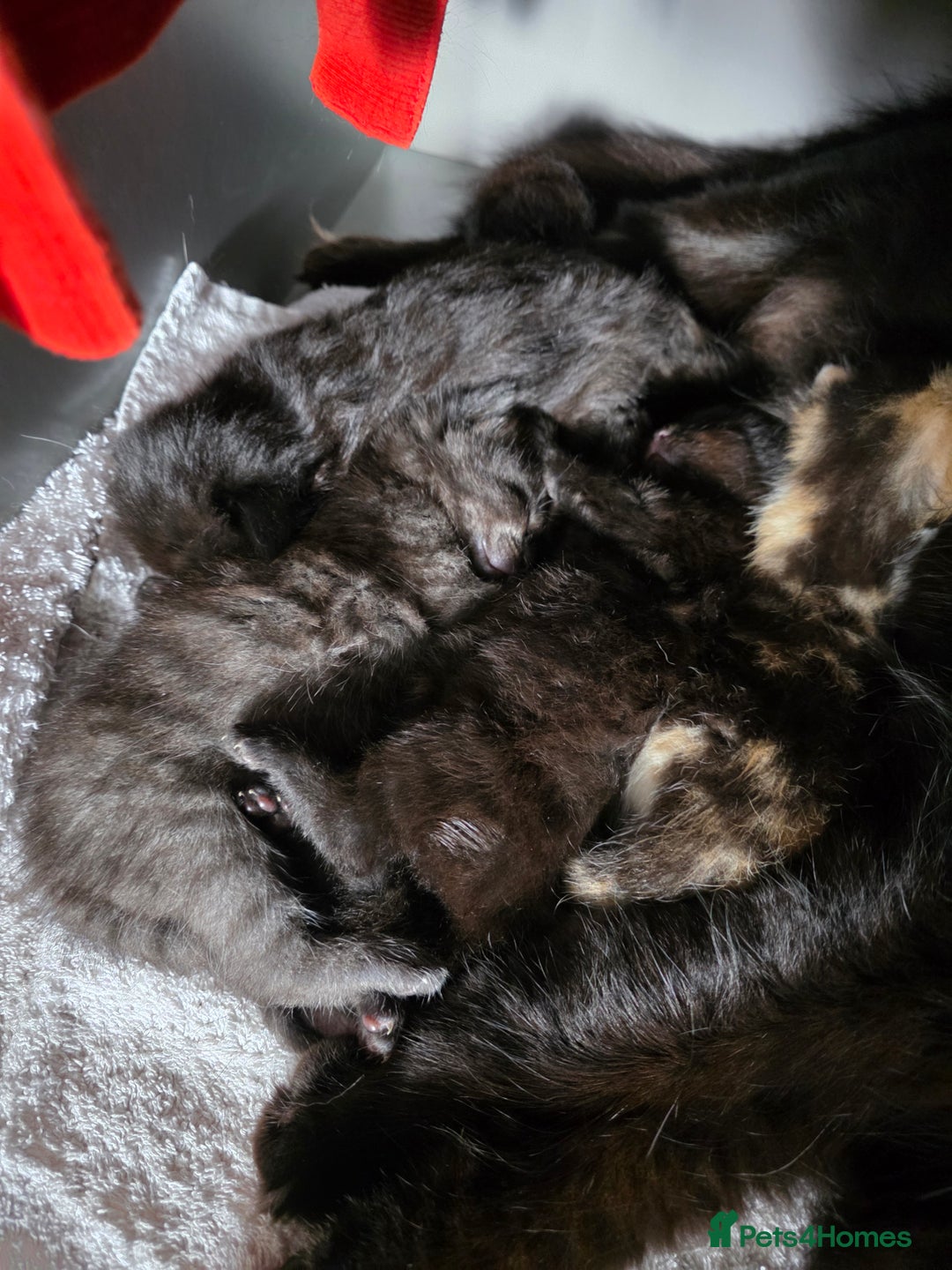 British Longhair cats for sale: 7 kittens boys and girls. British longhair cross  - Image 5