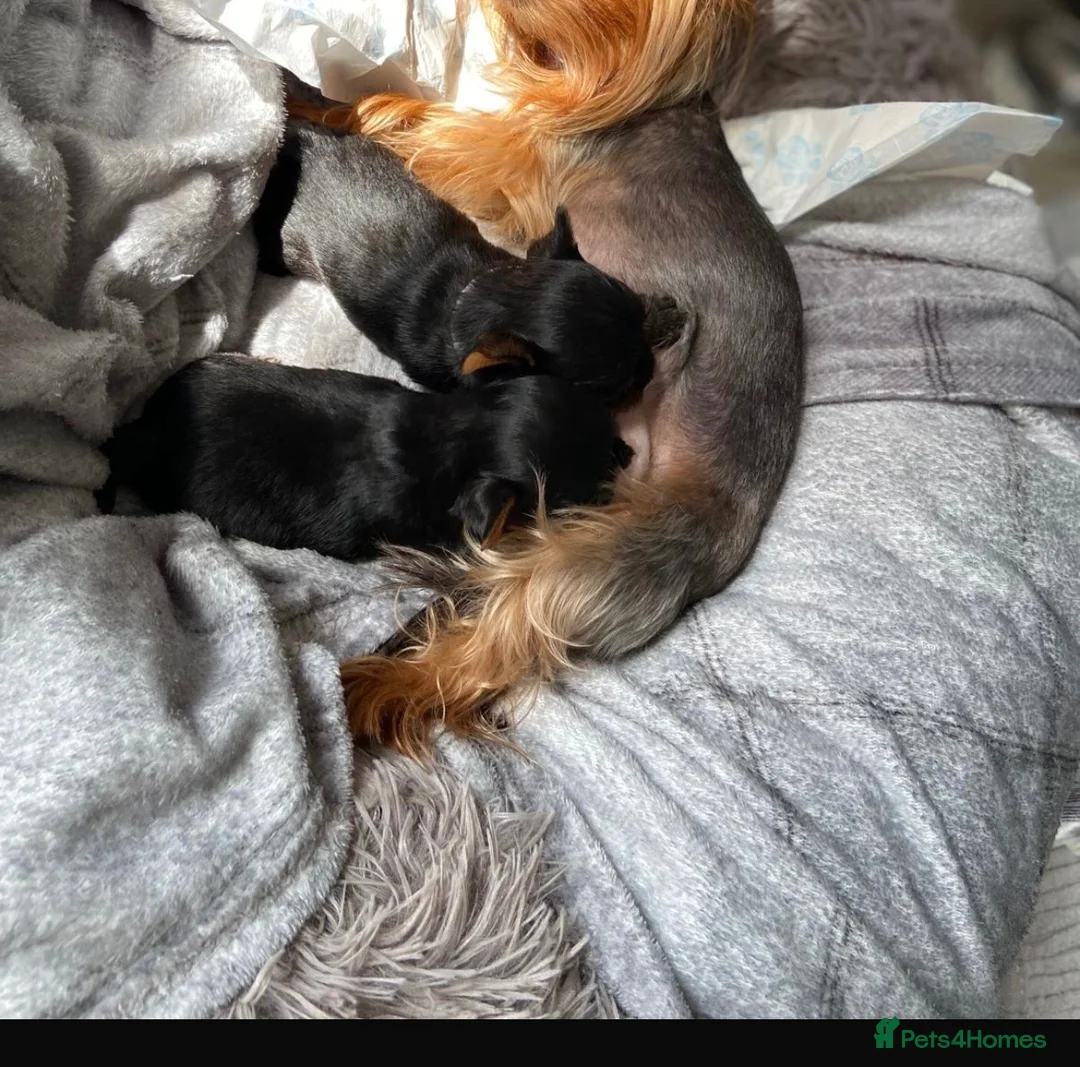 Yorkshire Terrier dogs for sale: Yorkshire terrier puppy 13 weeks old - Advert 2