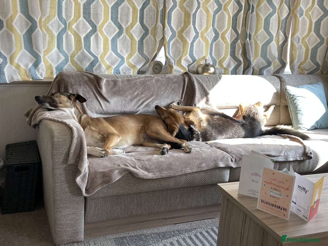 Mixed Breed dogs for sale: Very Special Mixed German Shepherd Girl (aged 3) - Image 14