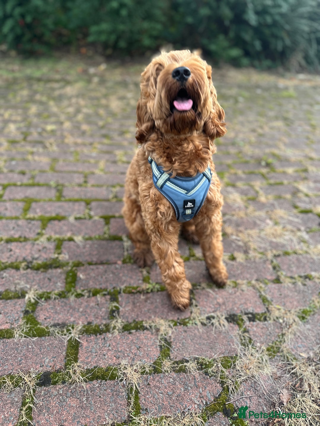 Cockapoo dogs for stud: Bear – DNA Tested Cockapoo Stud (Poodle-Dominant) - Advert 15