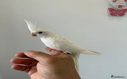 Cockatiels birds for sale: BEAUTIFUL BABY COCKATIEL BIRDS VARIOUS COLOURS  - Image 5