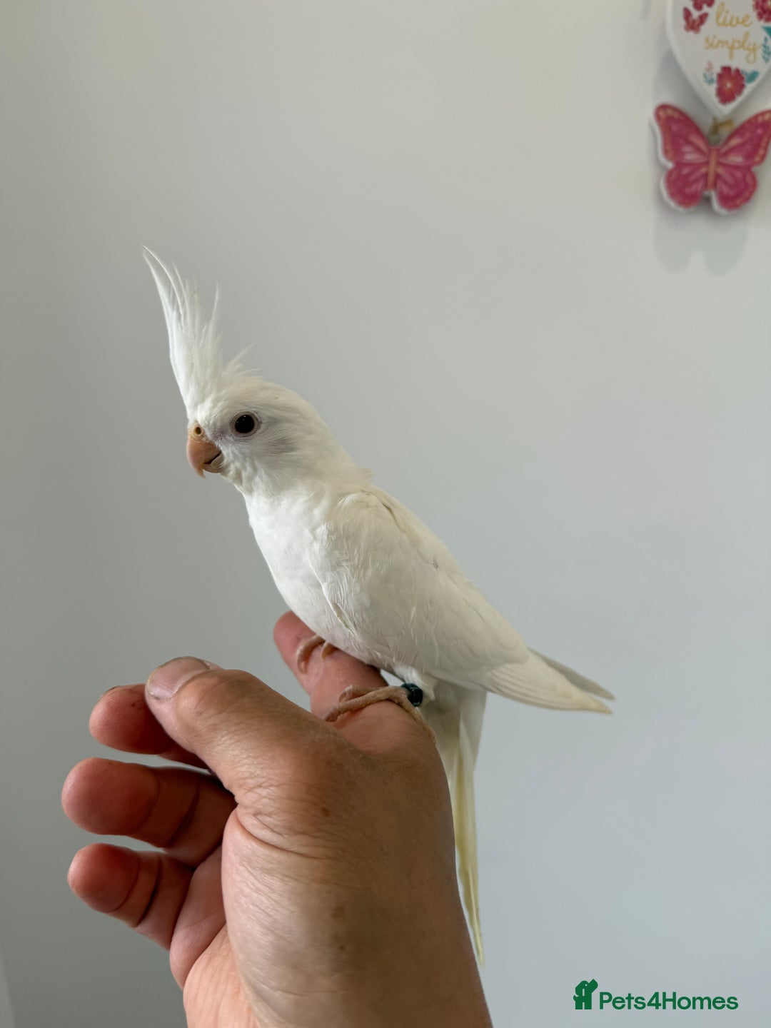 Cockatiels birds for sale: BEAUTIFUL BABY COCKATIEL BIRDS VARIOUS COLOURS  - Image 5