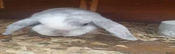 Mini Lop rabbits for sale: 2x Female mini lop sisters - Advert 4