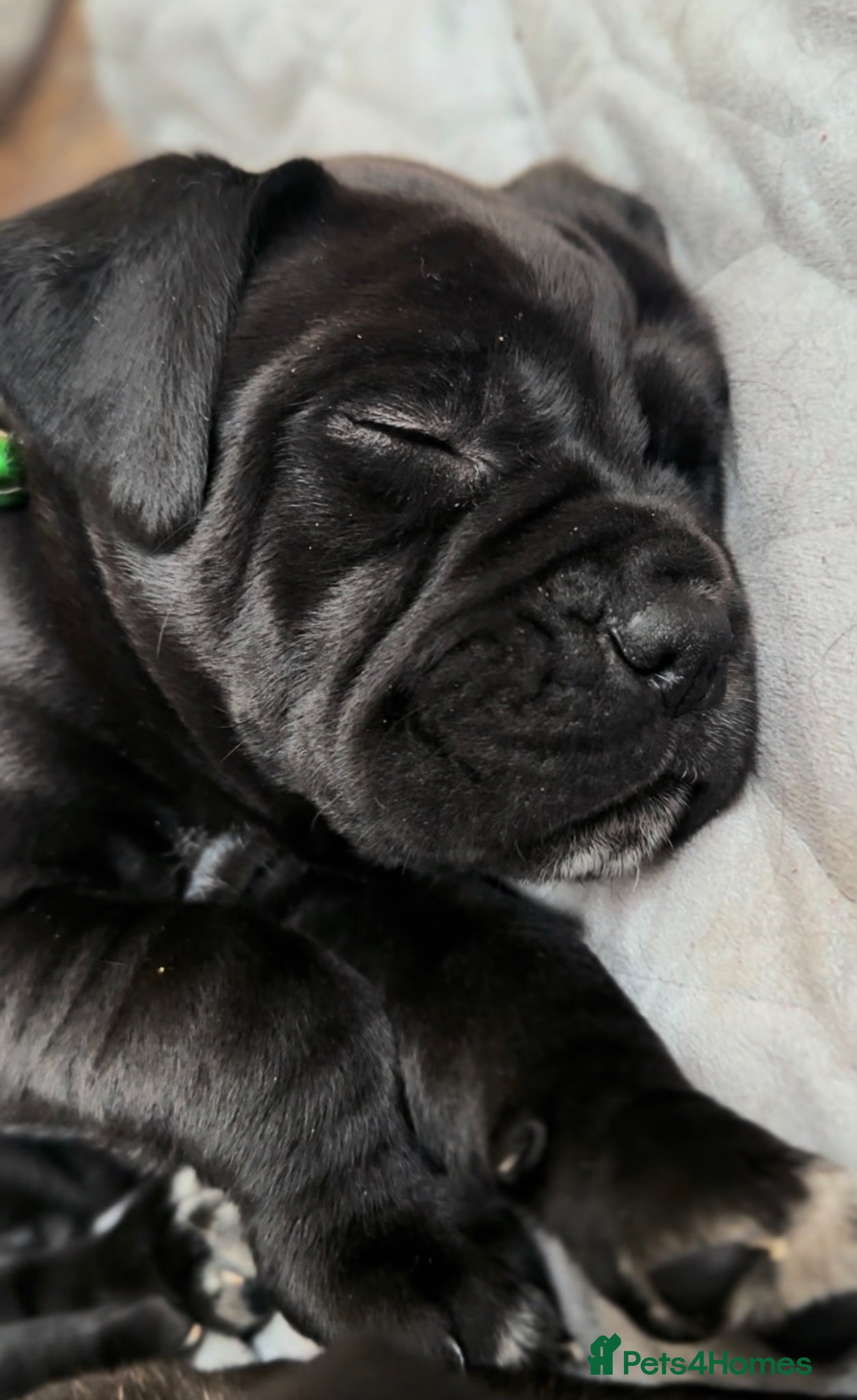 Cane Corso dogs Urgent Cane Corso Puppies - Advert 1