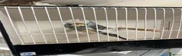 Budgerigars birds for sale: Budgies available  - Advert 6