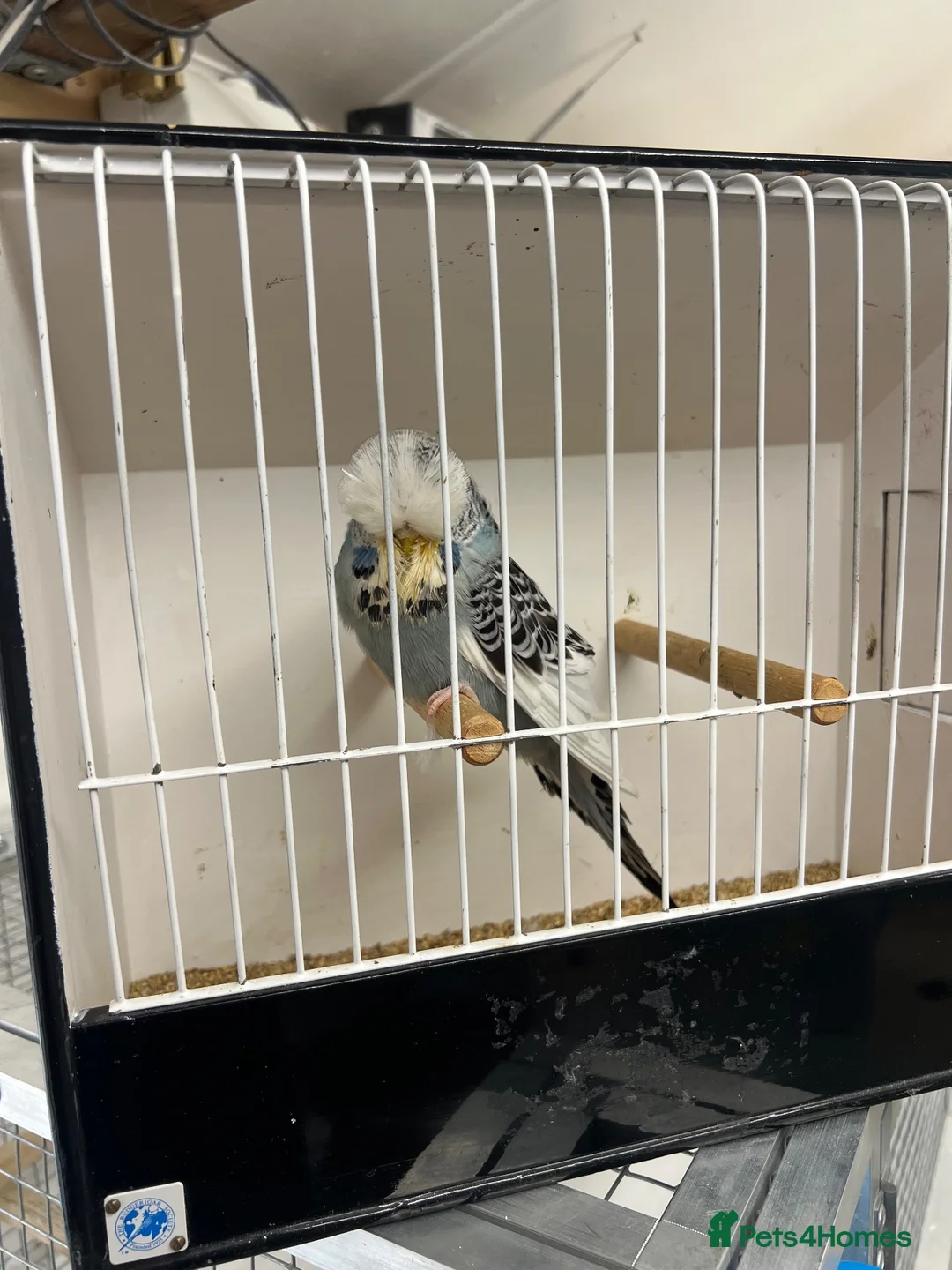 Budgerigars birds for sale: Budgies available  - Advert 6