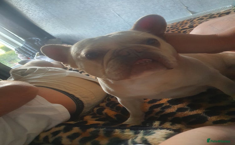 French Bulldog dogs - Advert 2