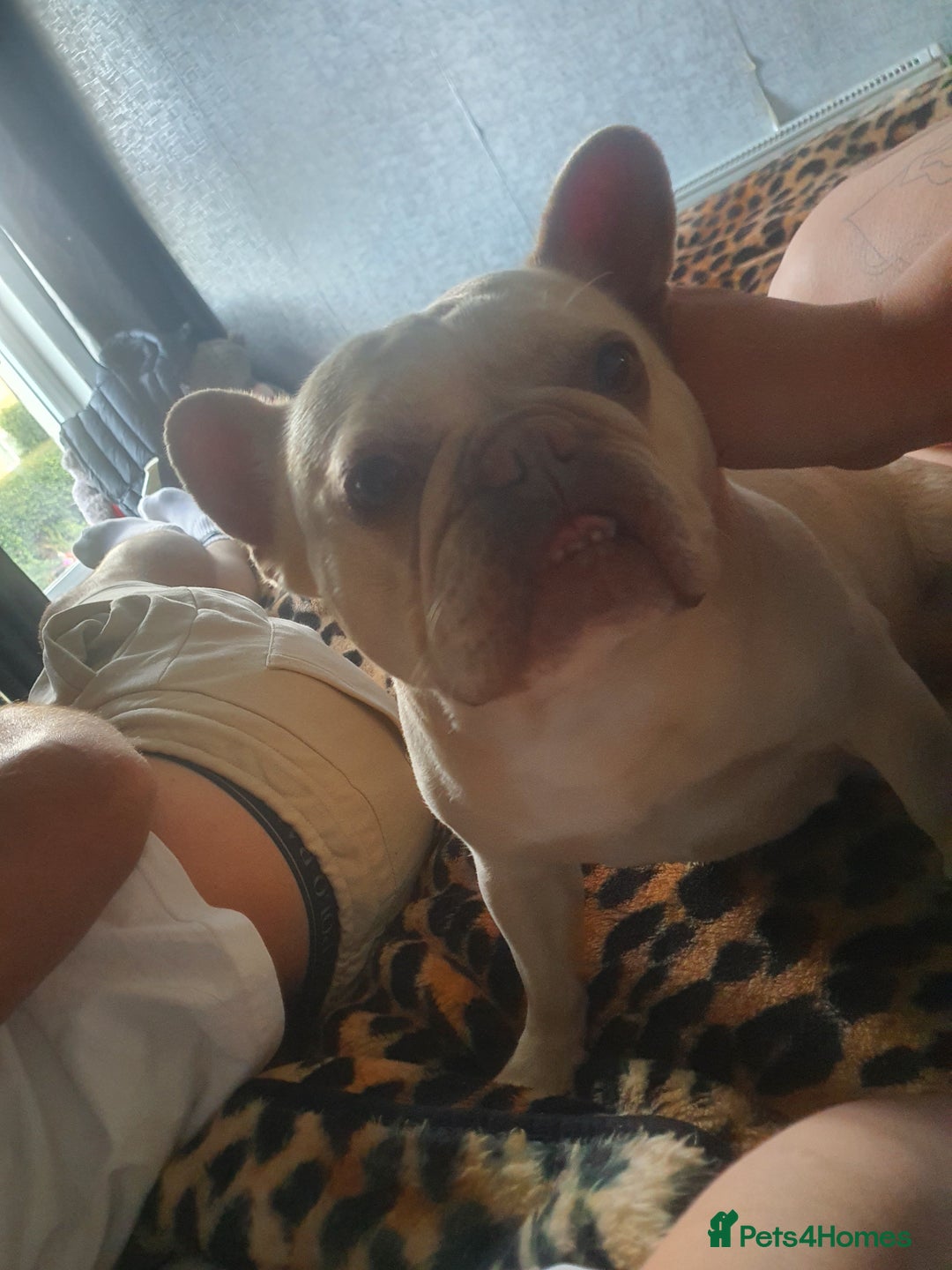 French Bulldog dogs for sale: Beautiful white female frenchie - Image 1