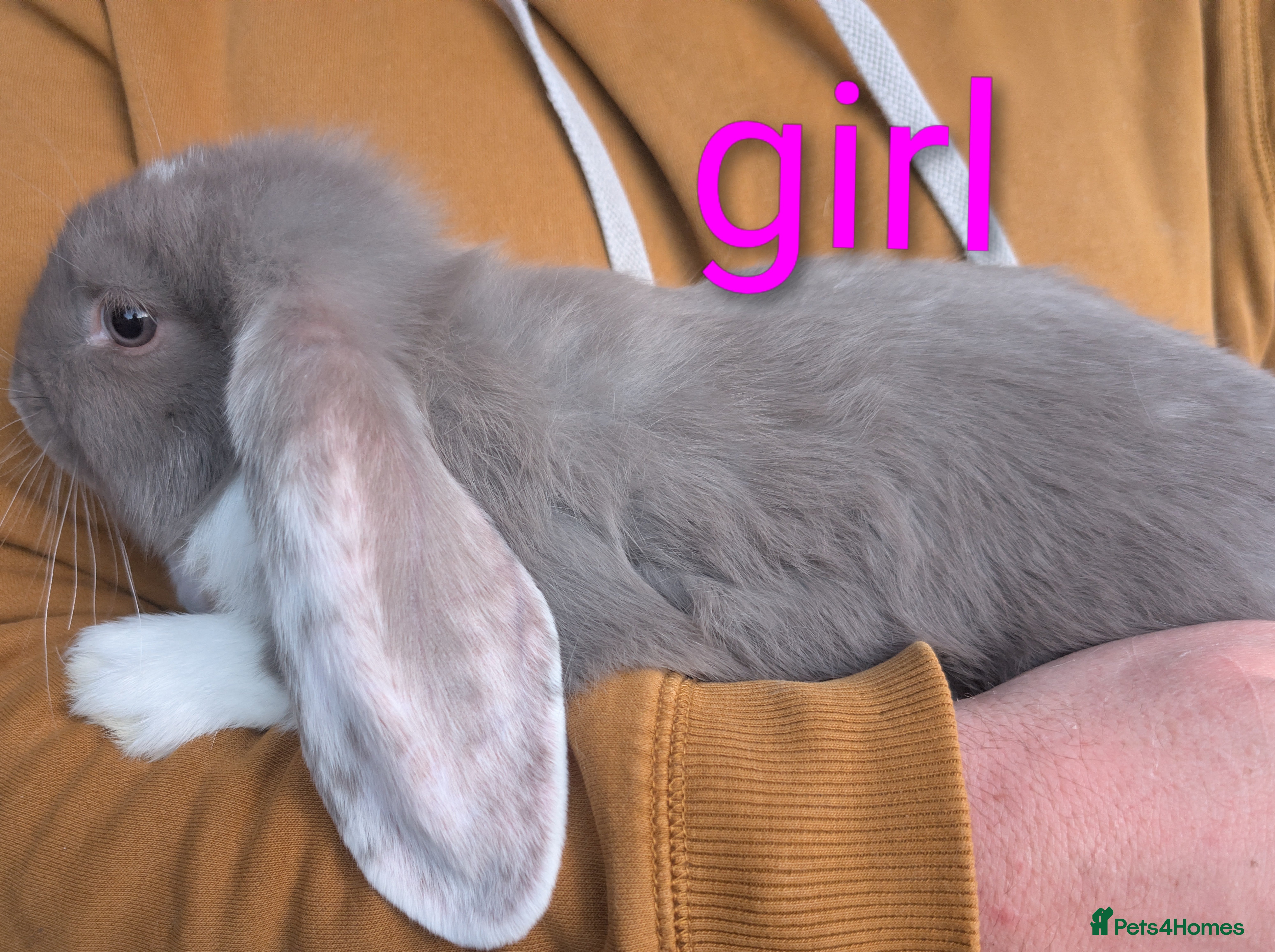 French Lop rabbits Giant French lop  - Advert 18