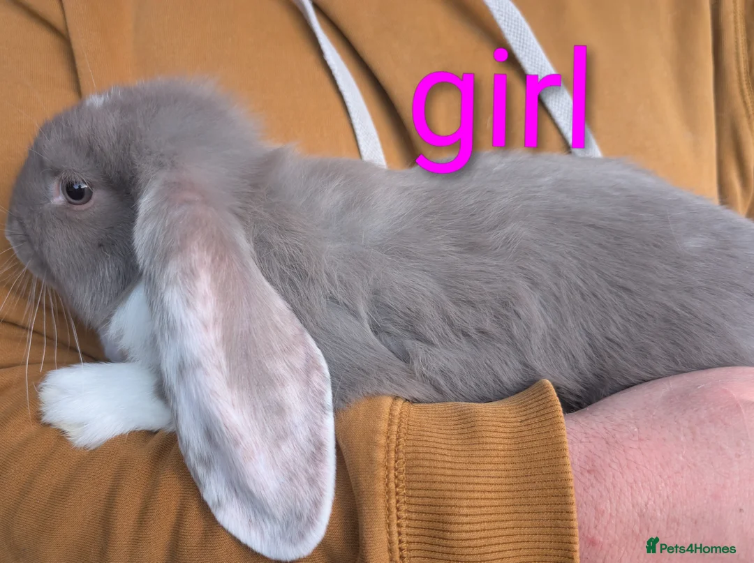 French Lop rabbits for sale: Giant French lop  - Advert 2