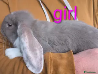 French Lop rabbits Giant French lop - Advert 18