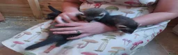 Ferret rodents for sale: Rescue Kits for sale - Advert 2
