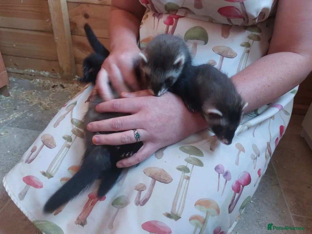 Ferret rodents for sale: Rescue Kits for sale - Advert 2