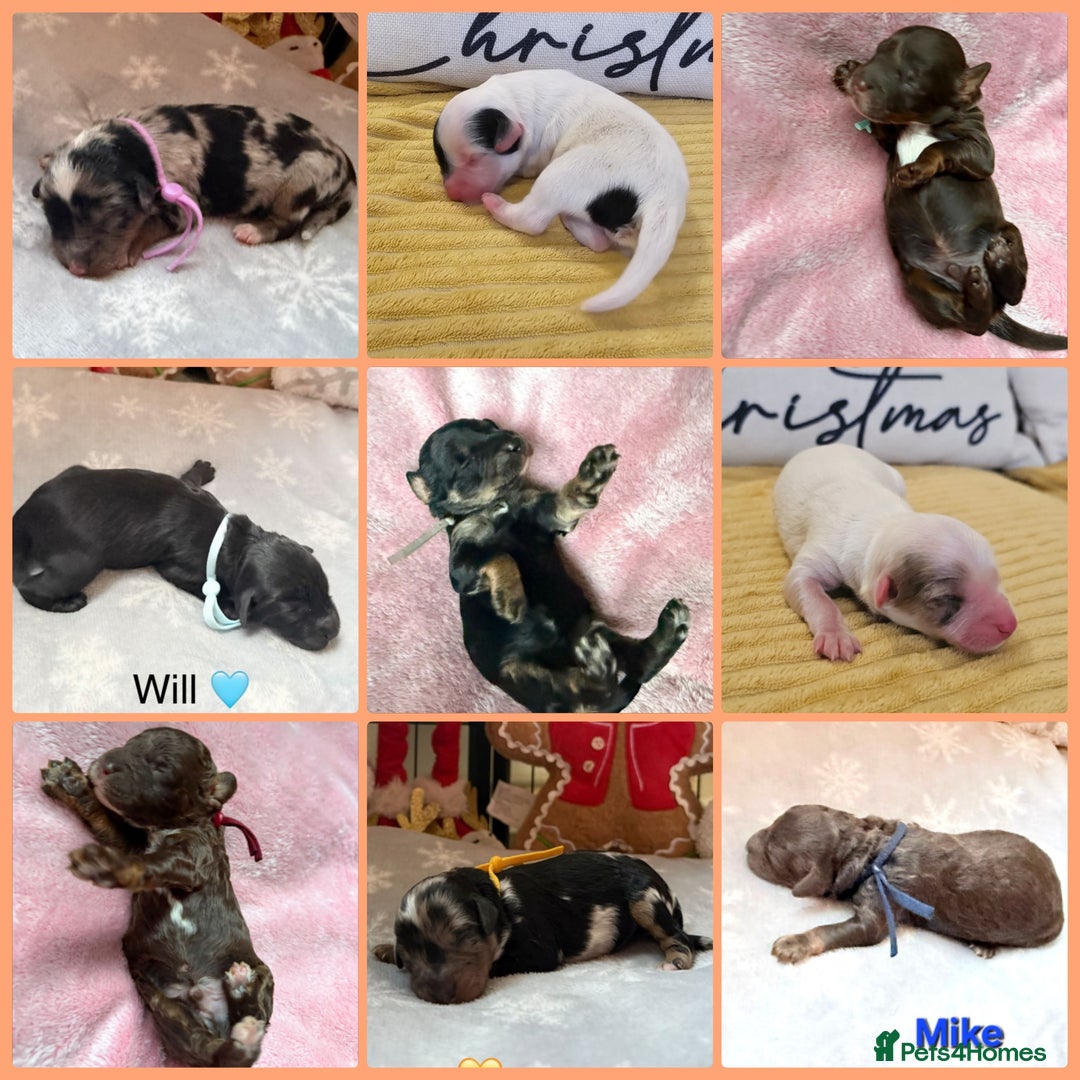 Cavapoo dogs for sale: STUNNING FULLY HEALTH TESTED F1B CAVAPOO  - Advert 15