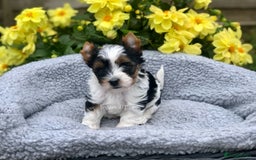 Yorkshire Terrier dogs for sale: One Beautiful Biewer Terrier Boy! - Image 3