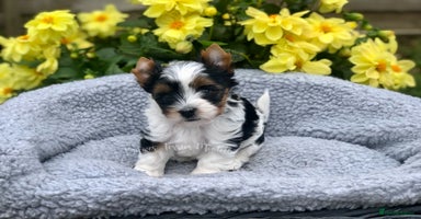 Yorkshire Terrier dogs - Advert 2