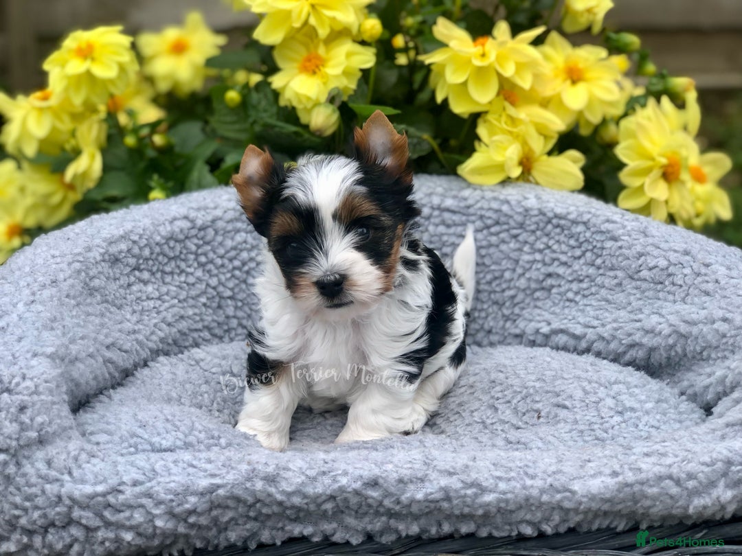 Yorkshire Terrier dogs for sale: One Beautiful Biewer Terrier Boy! - Image 3