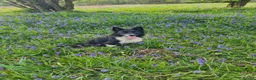 Border Collie dogs for sale: 18 month old Border Collie bitch in Lochgilphead - Advert 3