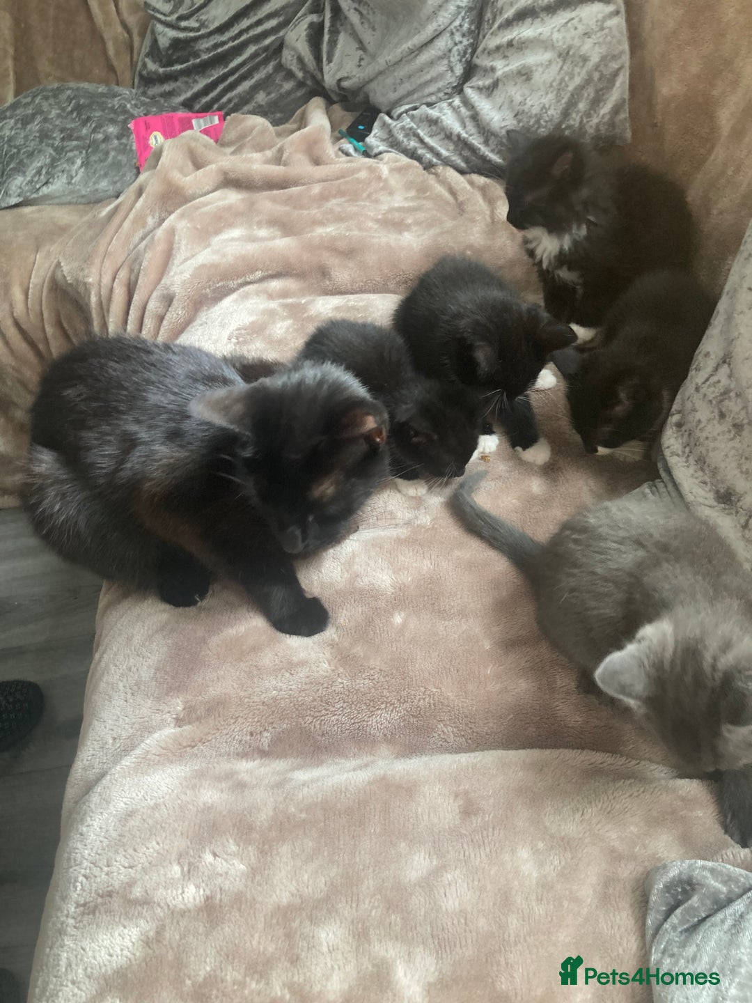 Mixed Breed cats for sale: Kittens for sale - Image 9