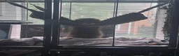 Ferret rodents for sale: 2 Male Part Angorra Hob Kits - Advert 6