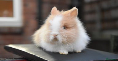 Lionhead rabbits - Advert 6