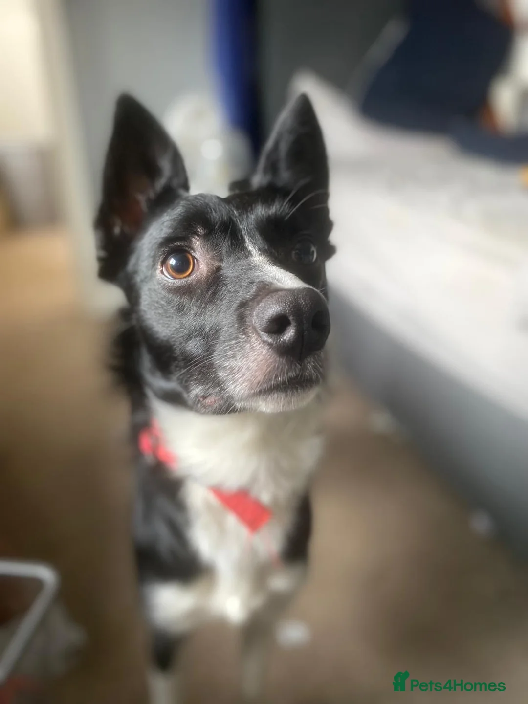 Border Collie dogs for sale: 17 month old Buck - Advert 1