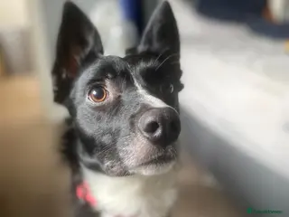 Border Collie dogs 17 month old Buck - Advert 1