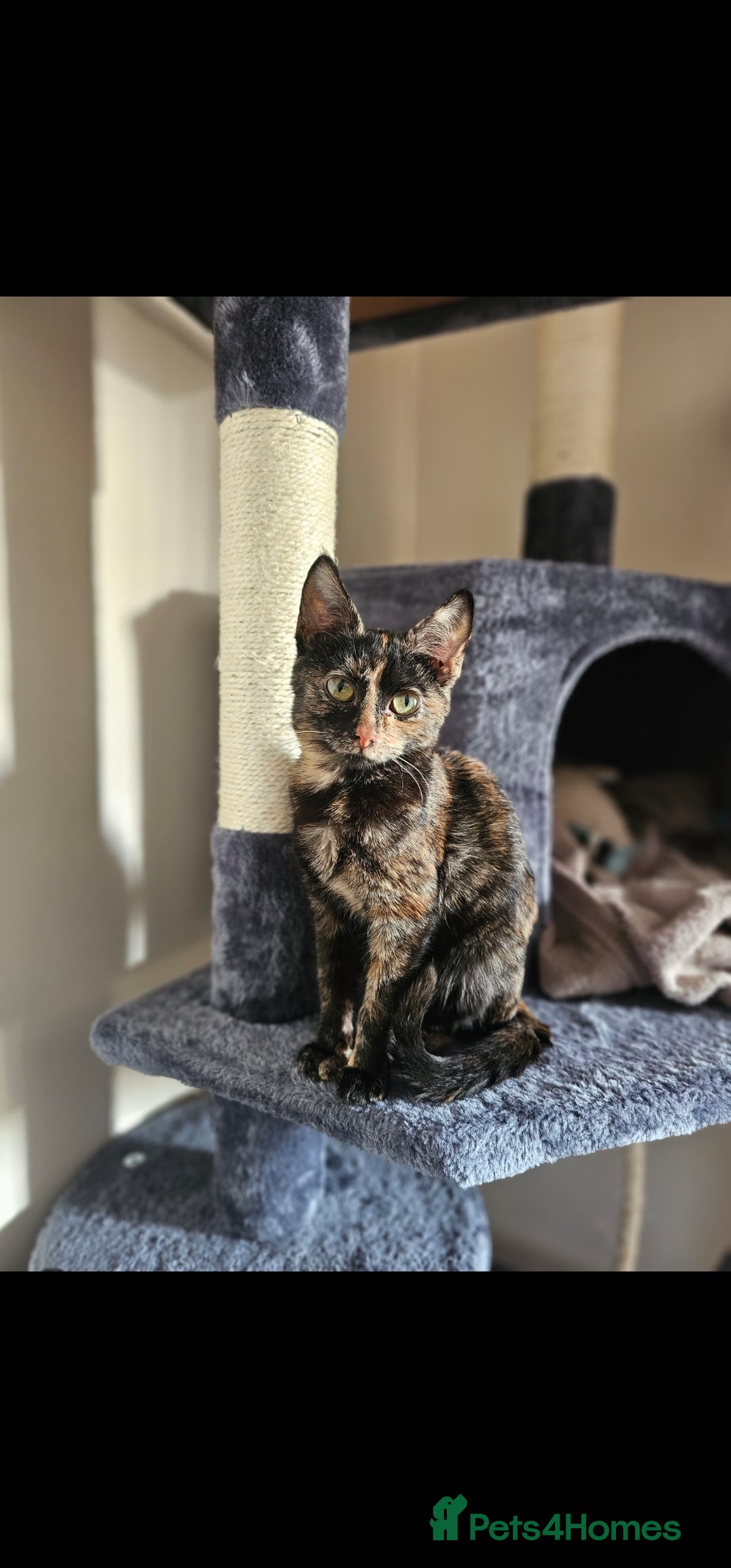 Domestic Shorthair cats for sale: Cuddly, affectionate forever kitten for sale - Image 1