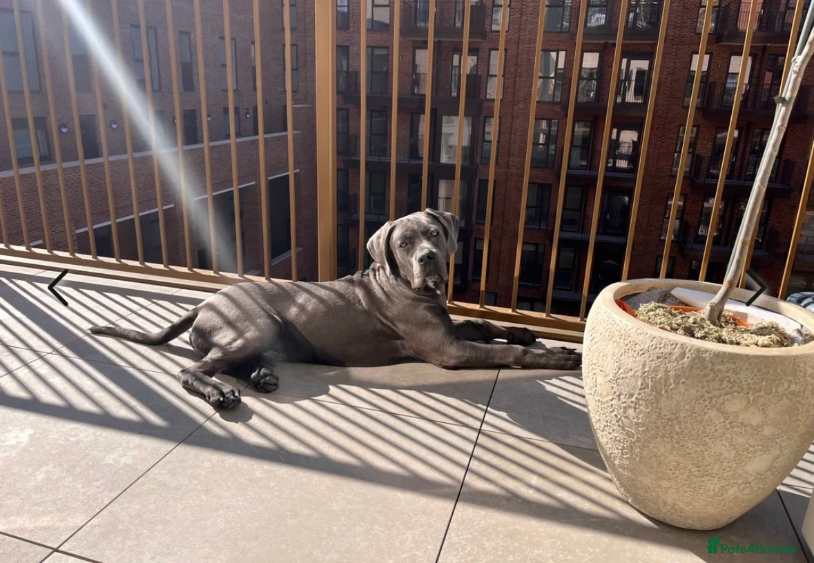 Cane Corso dogs Rehoming my Cane Corso - Advert 2